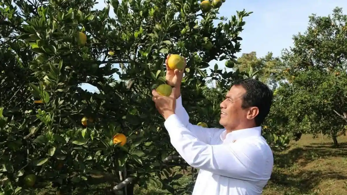 Jeruk Lokal Makin Digemari, Produksi Nasional Tembus 2,65 Juta Ton