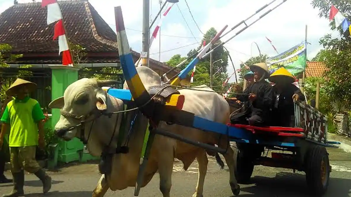 REALTIME NEWS: Gerobak Sapi Meriahkan Kirab Wiwitan Dusun Babadan