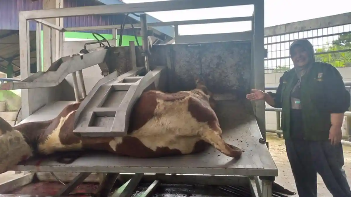 Minimalisir Menyakiti Hewan Kurban Saat Dipotong, RPH Kota Magelang ...