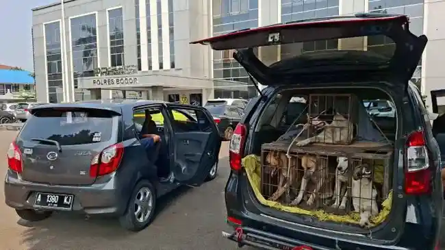 Anjing-pemburu-babi-hutan-diamankan-di-Mapolres-Bogor-buntut-tewasnya-bocah-berusia-9-tahun.jpg