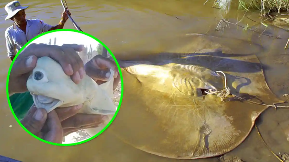 7 Ikan Ini Bikin Kamu Mimpi Buruk, Bentuknya Menakutkan, Ichthyophobia Dilarang Lihat!