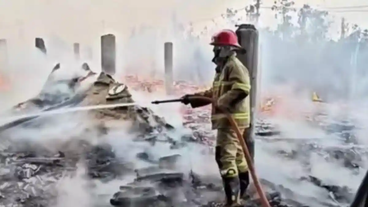Pemanas Diduga Korsleting, Peternakan Ayam di Purwoharjo Banyuwangi ...