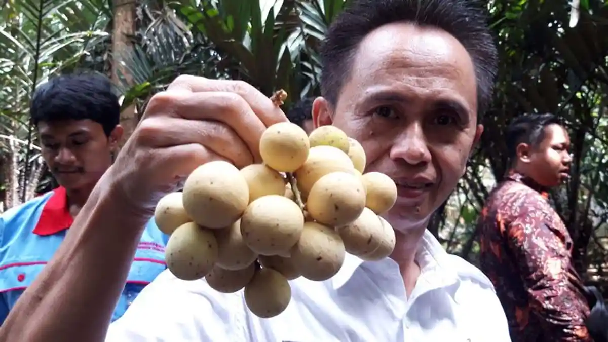 Yuk, Intip Manfaat Buah Duku bagi Kesehatan
