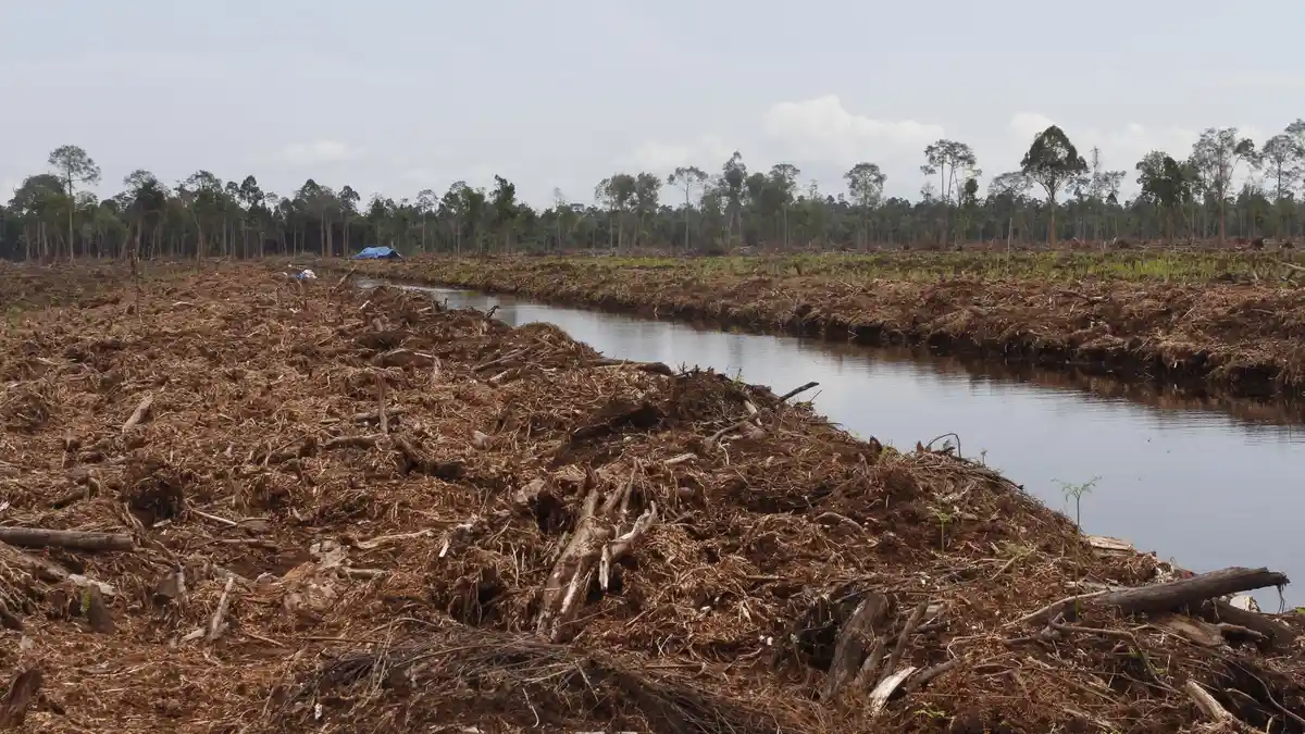 Akurasi Peta Dikhawatirkan Jadi Hambatan Restorasi Gambut