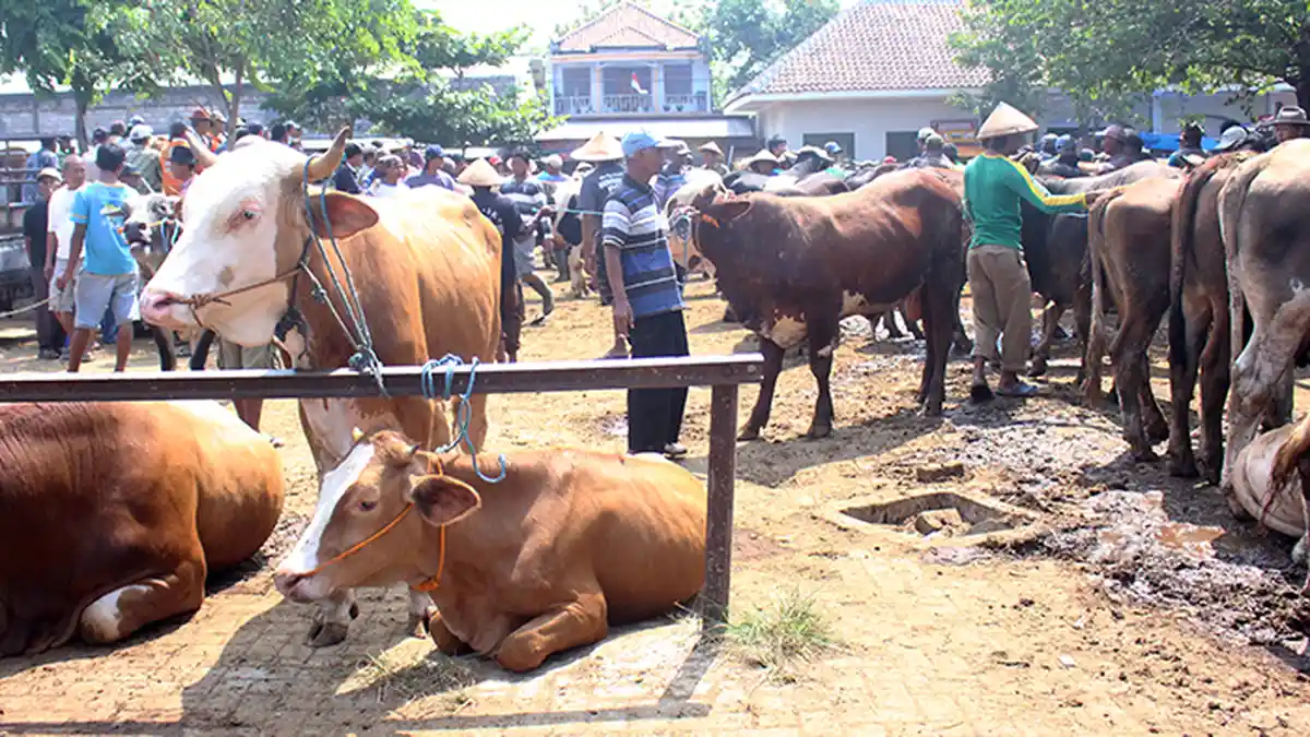 Mulai dari Gemuk hingga Tidak Buta, Ini Syarat-syarat Hewan yang Layak Dikurbankan