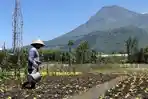 Petani-saat-mengairi-tanamannya-di-Kota-Batu-Dampak-rupiah-melemah.jpg