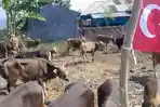 sapi-bantuan-Turki.jpg