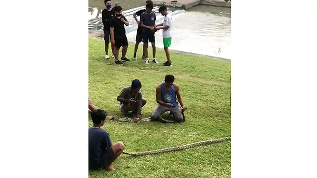 Warga Dikejutkan dengan Sepasang Ular Piton Saat Beraktivitas di Dekat Pura Taman Pancing Timur