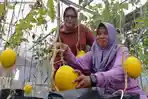 20260524_petik-melon-di-greenhouse-BUMDes-Tuntang-Sejahtera-Kabupaten-Semarang_1.jpg