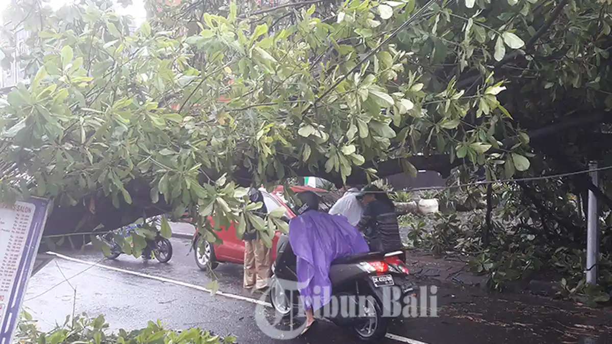 Pohon Ketapang di Tuban Tumbang, Pengendara Takut Melintas