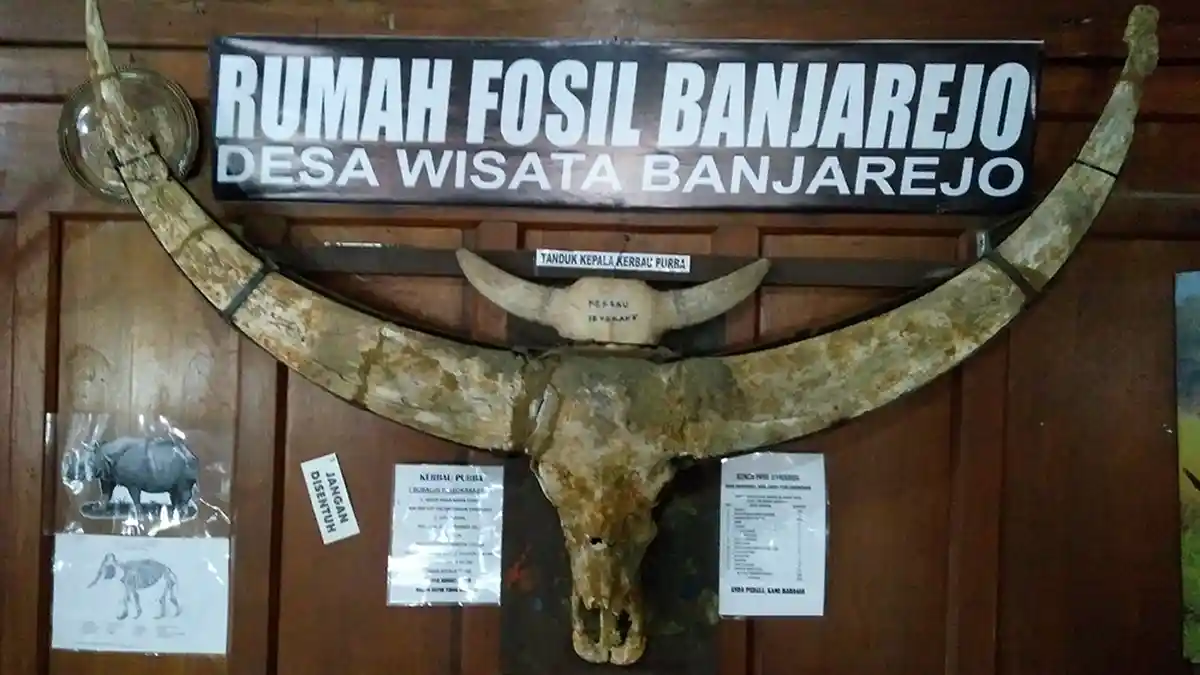 Menelusuri Hewan Purba di Grobogan, Hidup Jutaan Tahun Silam Kini Menyapa Dunia