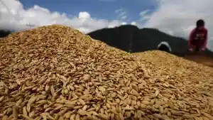 ilustrasi-gabah-kering-tribun_20160314_171512.jpg