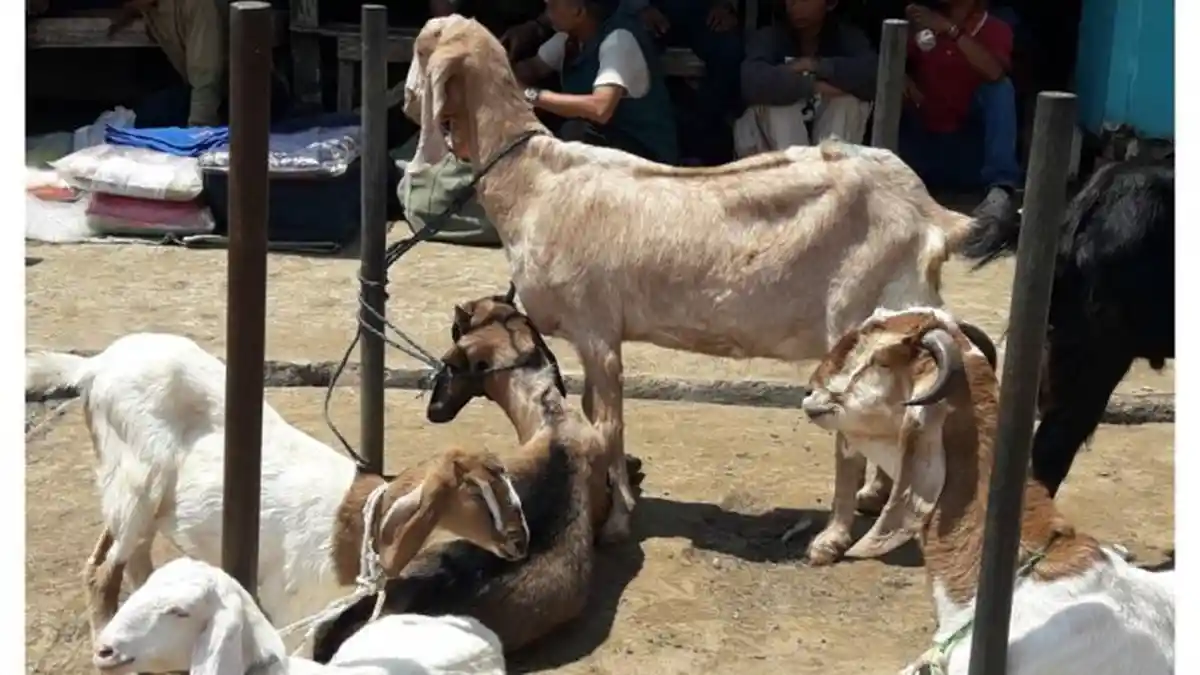 24 Kambing Hilang Misterius hanya Tersisa Jeroan dan Darah, Ini Kata Polisi