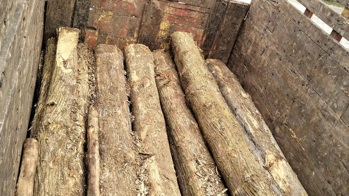 Perhutani Blora Bantah Upah Pekerja Tebang Pohon Dibayar Kayu Jati