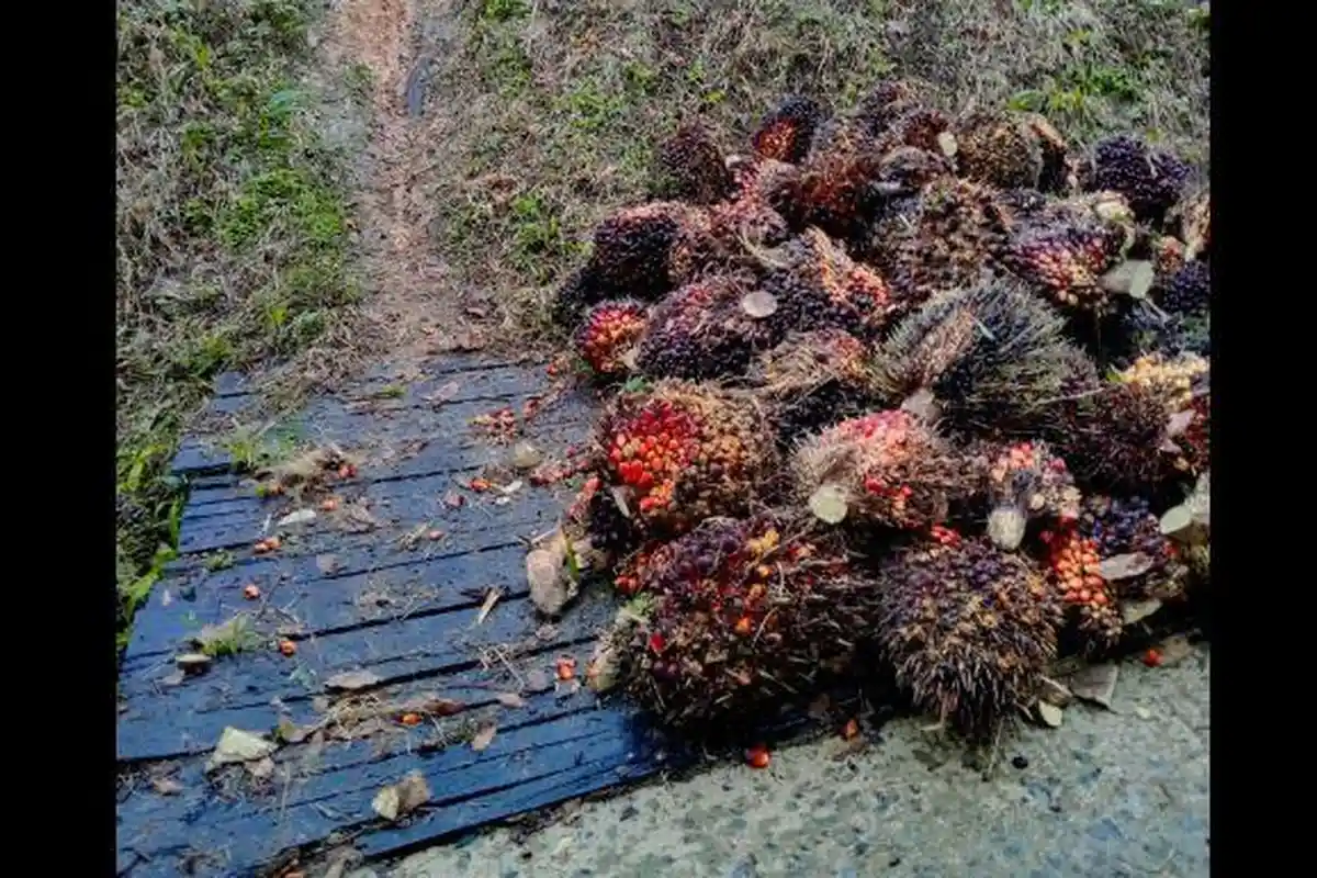 Harga Sawit di Jambi Hari Ini Turun Rp67 Jadi di Level Rp3.610 per Kg