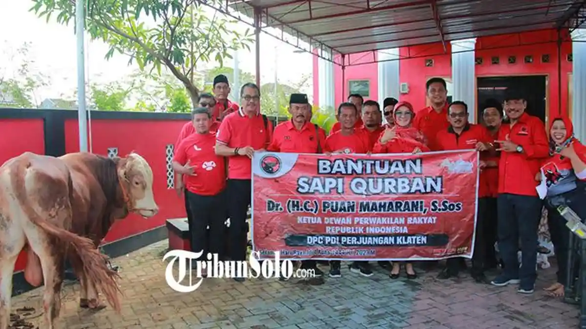 DPC PDIP Klaten Kurban 11 Sapi dan 10 Kambing, Sri Mulyani Hadir Langsung saat Penyembelihan