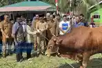 Bupati-Minut-Joune-Ganda-serahkan-sapi-kurban-dari-Presiden-RI-di-Masjid-Al-Muhajirin-Desa-Munte.jpg