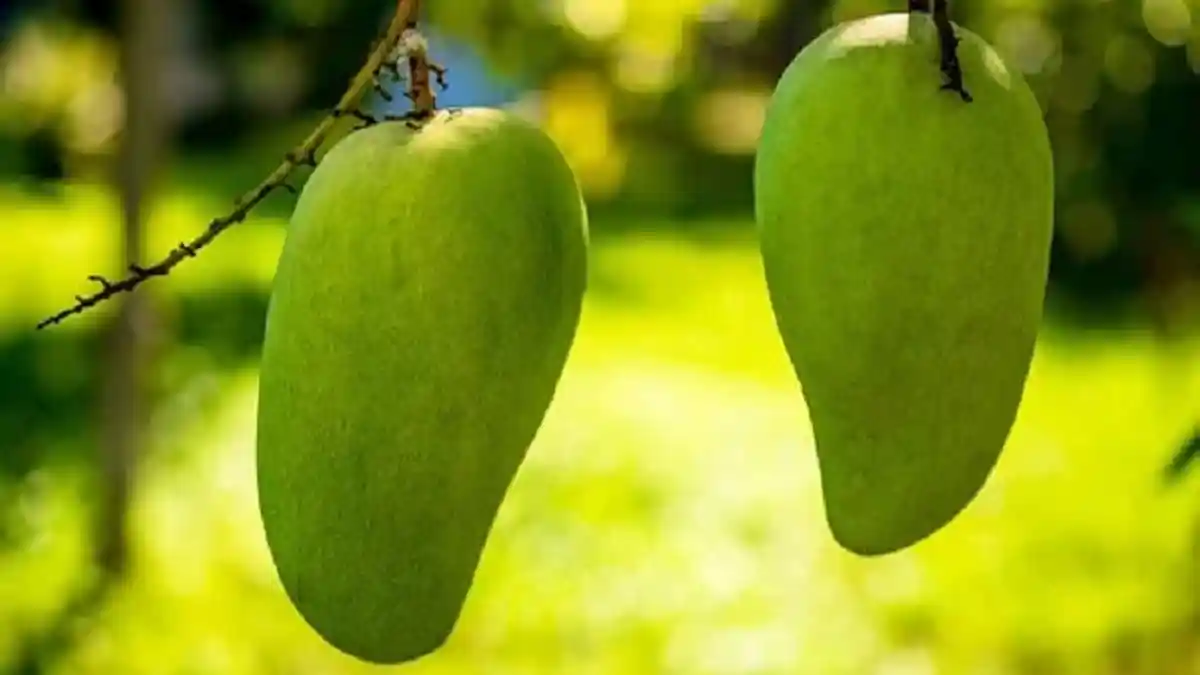 11 Arti Mimpi Mangga, Pertanda Anda Akan Mendapatkan Kesuksesan Dalam Waktu Dekat