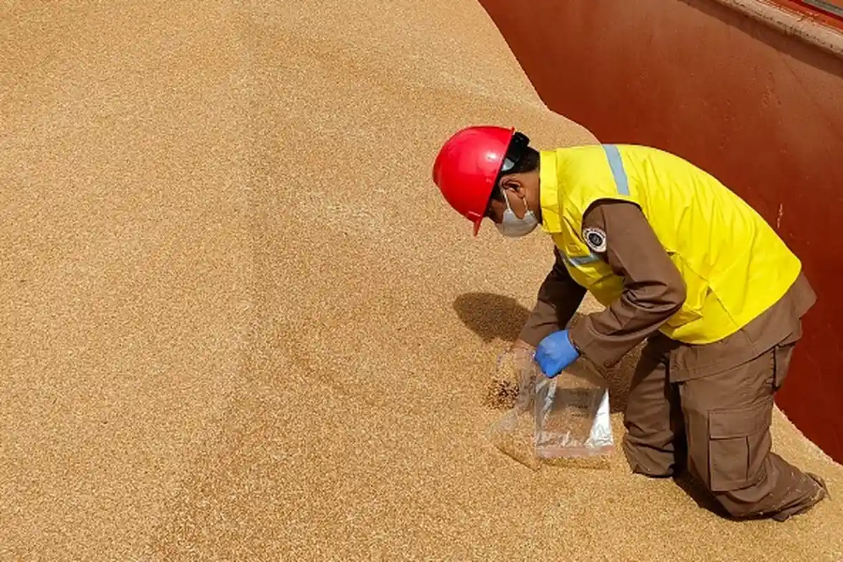 Siap-siap! Harga Telur Ayam dan Mi Instan Berpotensi Naik Gara-gara India Larang Ekspor Gandum