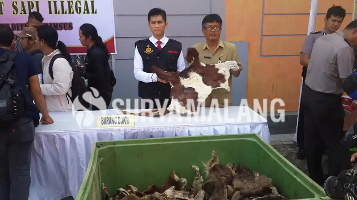 Kulit Sapi Italia, Seharusnya Untuk Kerajinan Malah Dipakai untuk Bahan Makanan