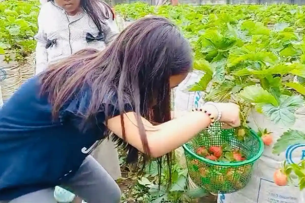 Daya Tarik Baru Wisata Guci, Sensasi Petik Stroberi Langsung di Kebun Stroberi Mencir