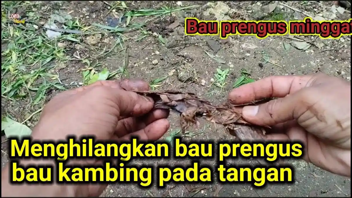 9 Cara Cepat Menghilangkan Bau Kambing di Tangan Pasca Idul Adha, Baunya Bikin Mual