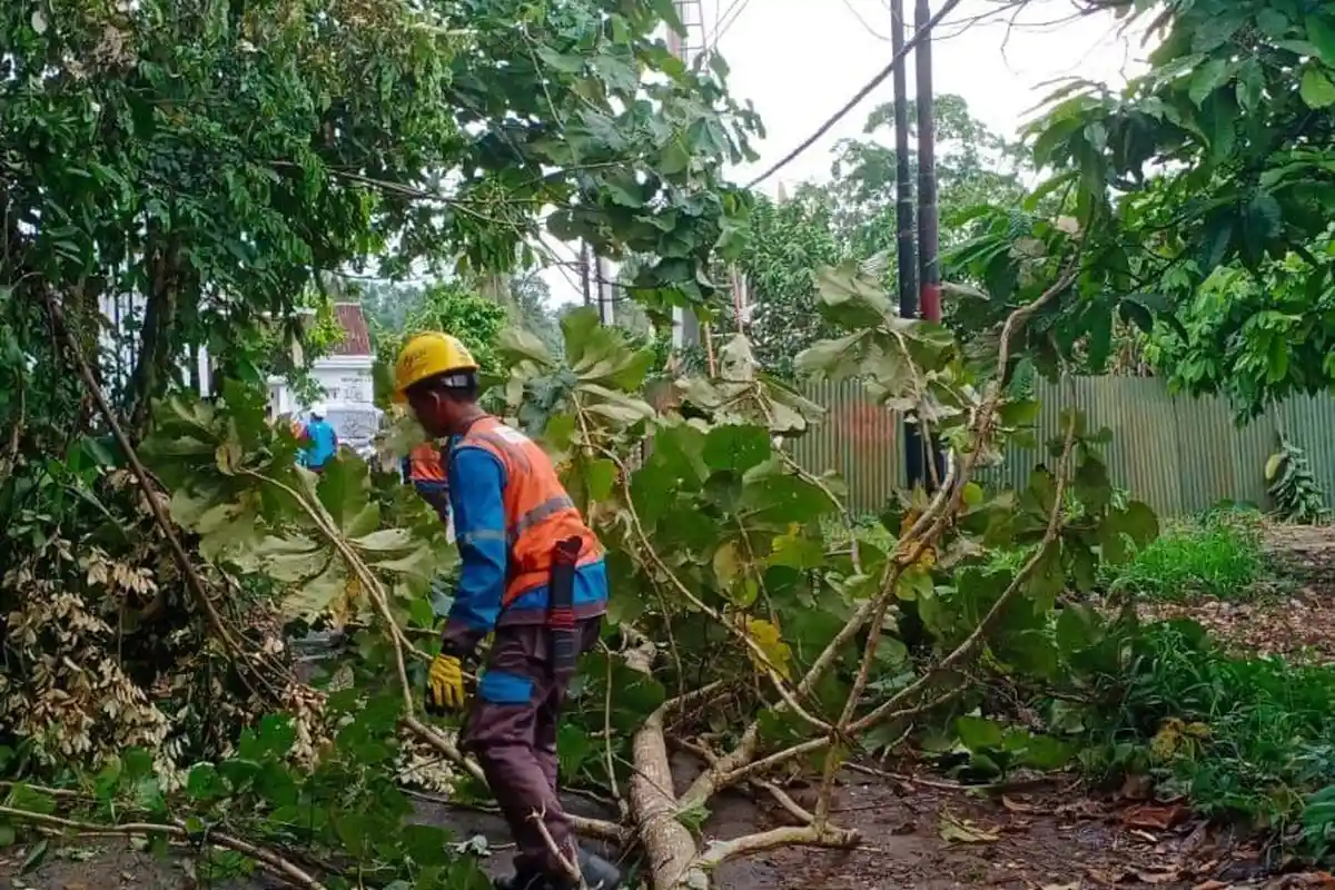 PLN Tanjung Karang Gerak Cepat, Pulihkan Jaringan Listrik yang Tertimpa Pohon di Bandar Lampung