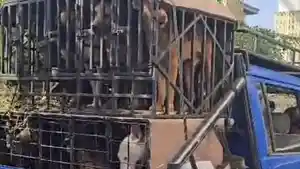 Bocah-Tewas-digigit-anjing-pemburu.jpg
