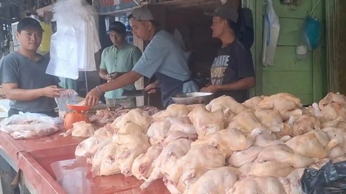 Harga Ayam Turun, Telur Naik di Musi Rawas Per Karpet Rp Rp55.000