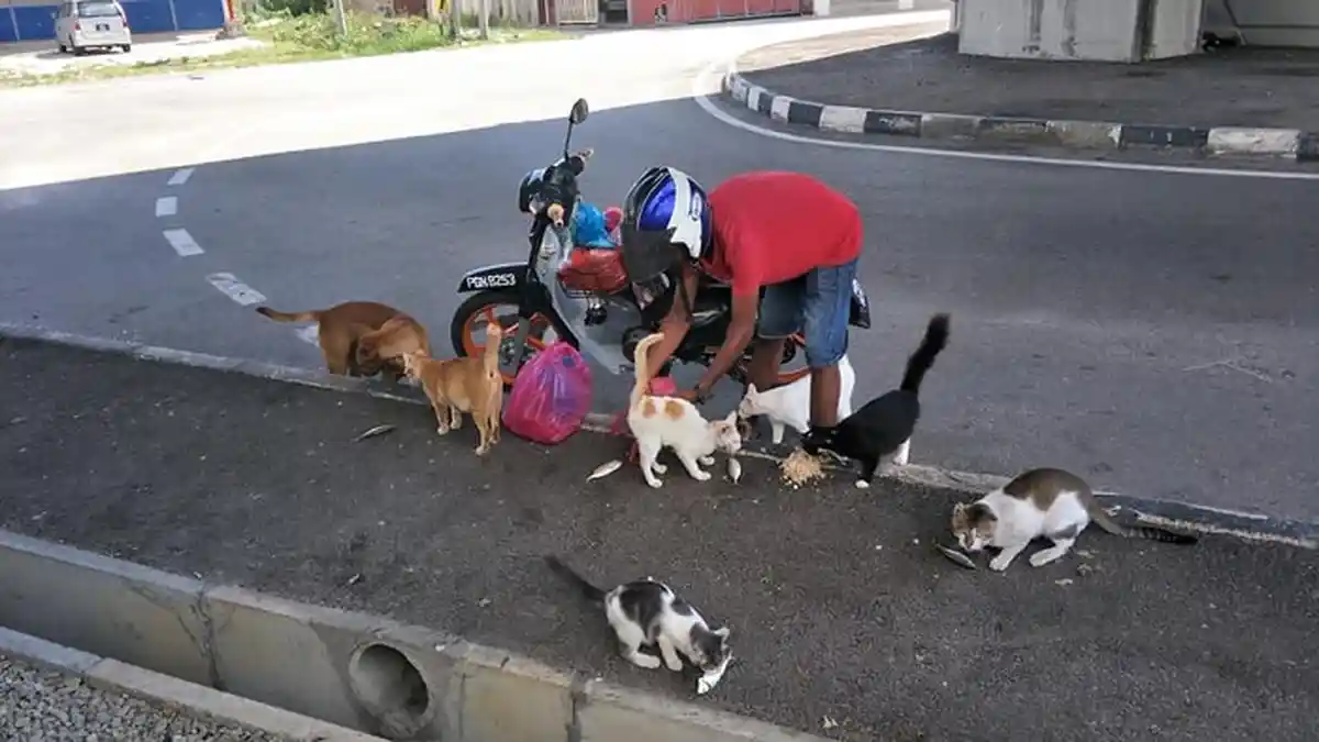 Viral, Pria Ini Habiskan Setengah Gaji Pekerjaannya Untuk Beri Makan Kucing dan Anjing Liar
