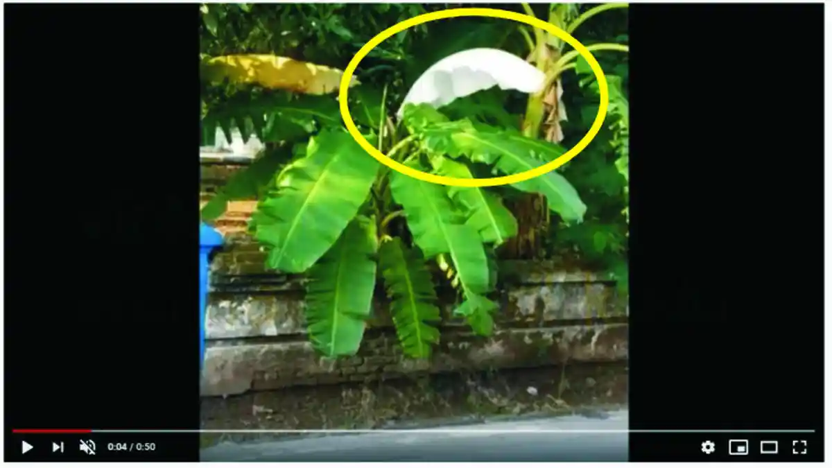 Aneh Tapi Nyata! Pohon Pisang Daun Putih, Tumbuh di Dekat Kuburan