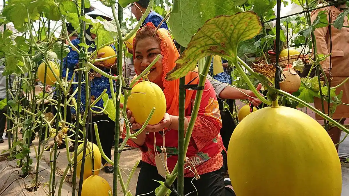 Penampakan Melon Golden Apollo di Semarang, Bikin Mbak Ita Semringah Waktu Mencicipi