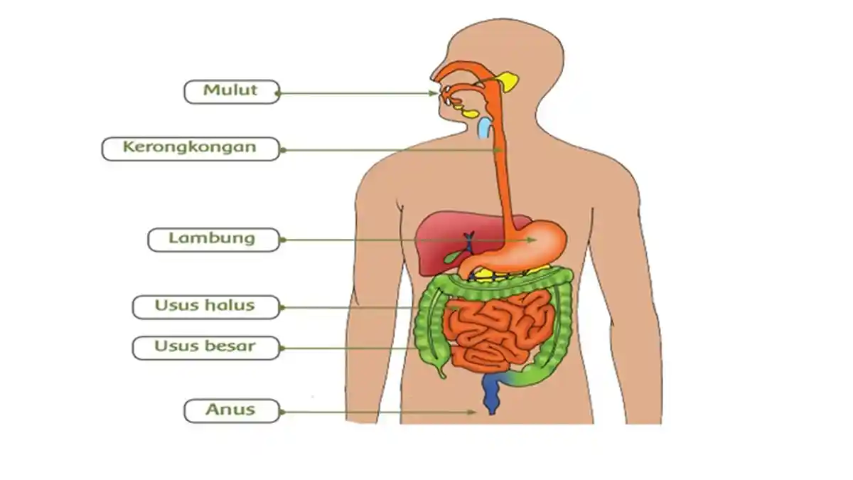 Hepatitis Akut Misterius pada Anak-anak di AS dan Eropa terkait dengan Adenovirus, Virus Flu Biasa?
