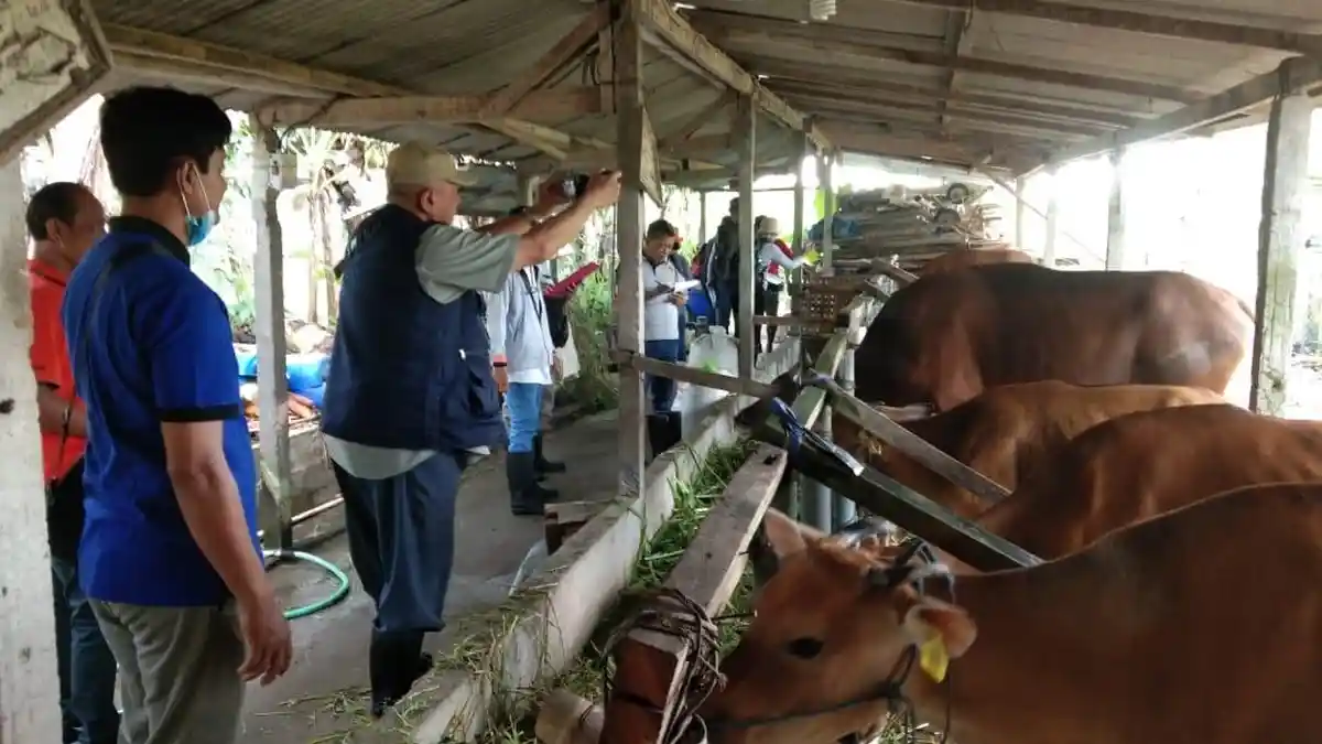 Besok, Sapi Terbaik Gianyar Adu Keren di Lahan Eks Hardys, Rangkaian HUT Kota Gianyar