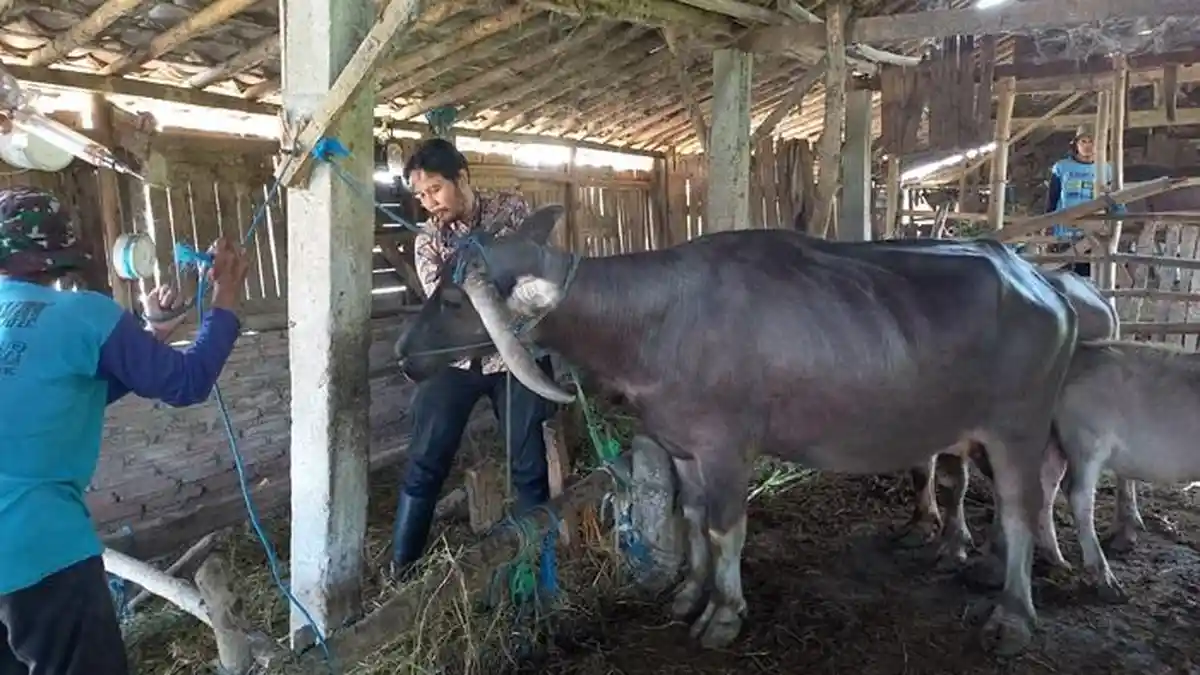 Pastikan Hewan Ternak Sehat, Dispertanpangan Kudus Datangi Kandang Warga