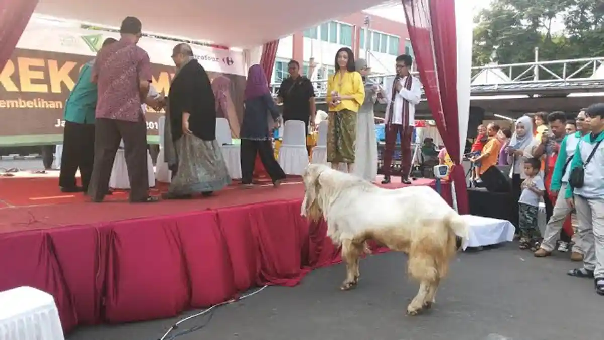 Kambing 130 Kilogram Seharga Rp19 Juta Pecahkan Rekor MURI