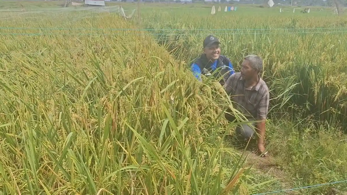 Banyak Tambak di Bireuen Beralih Fungsi