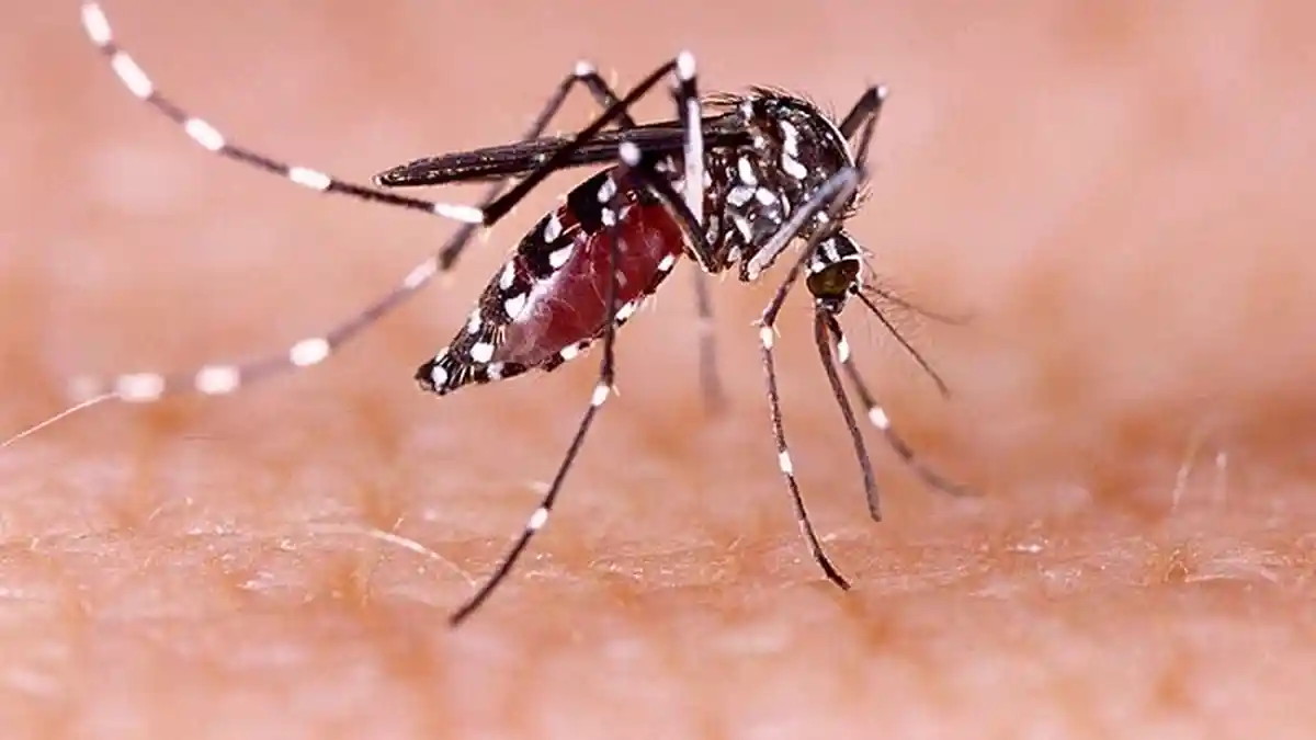 Pengobatan Tradisional Rumahan untuk Mencegah Gejala Chikungunya