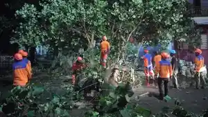 Imbas-Hujan-Angin-Pohon-Waru-Setinggi-20-Meter-di-Kotagede-Tumbang-Timpa-Atap-Warung.jpg