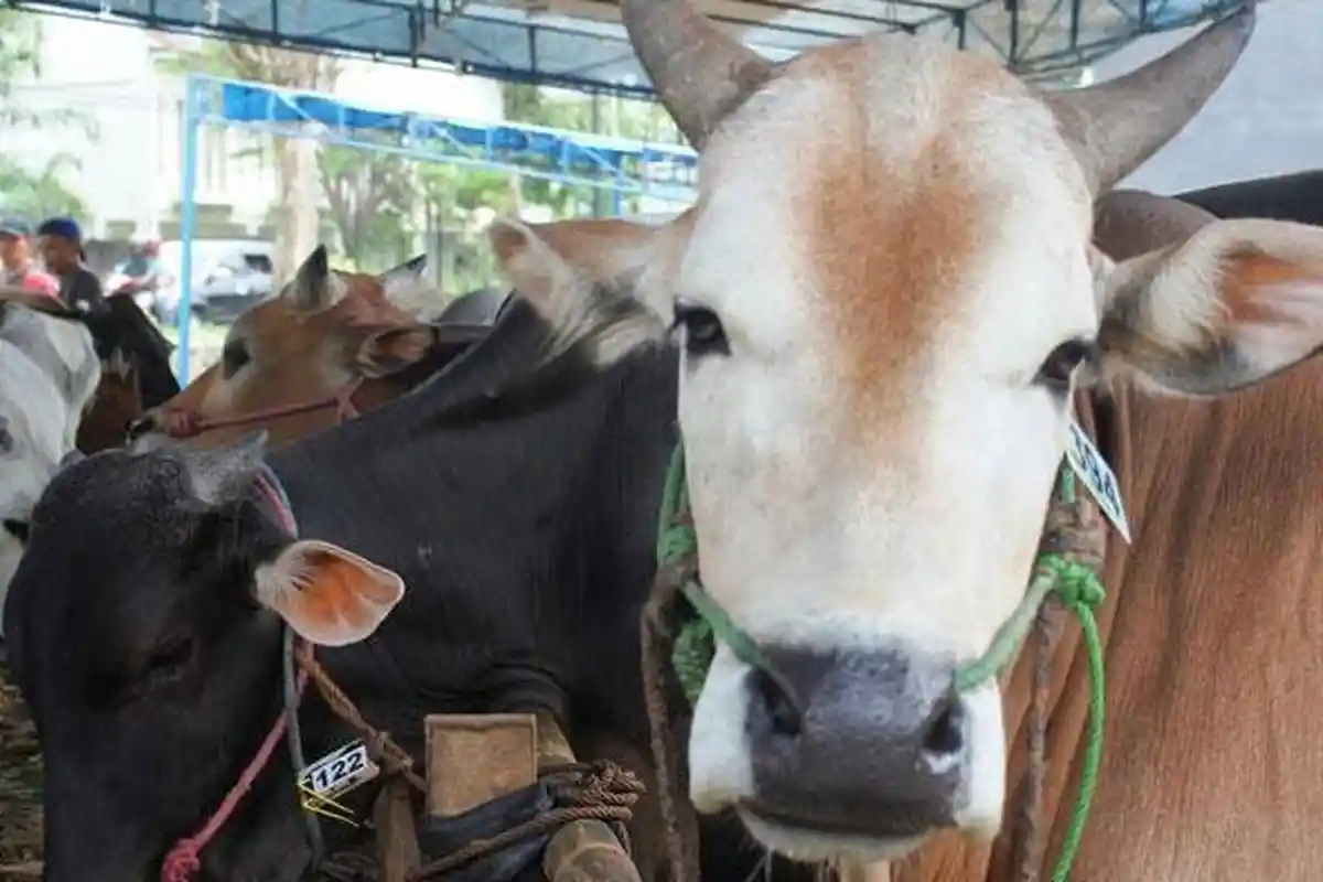 Manakah yang Lebih Utama, Kurban Kambing atau Sapi saat Idul Adha? ini Penjelasan Ulama