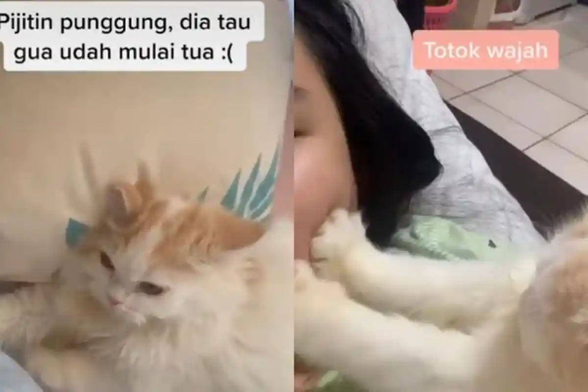 Video Aksi Lucu Kucing Memijat Curi Perhatian Warganet, Sang Pemilik Ungkap Cerita di Baliknya