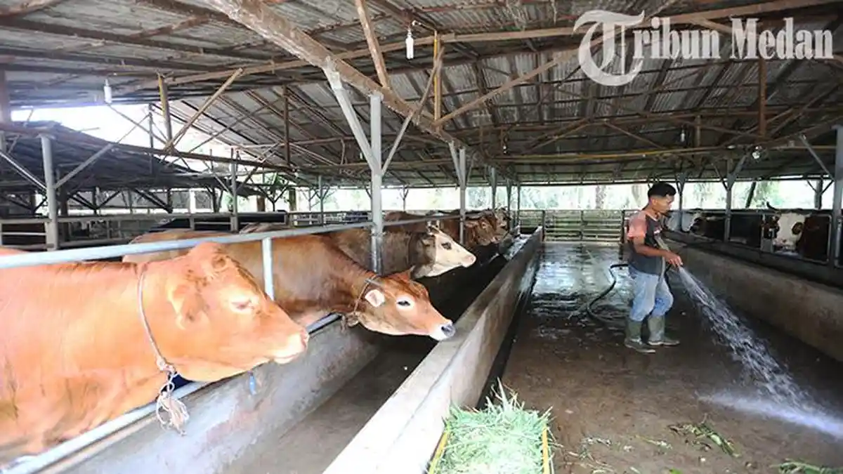 6 Tips Memilih Hewan Kurban, Nomor 2 dan 6 Paling Penting