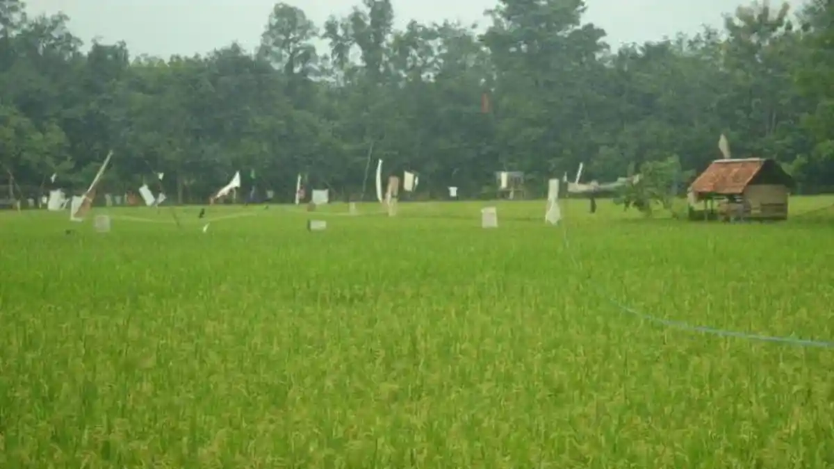 6 Cara Mengusir Hama Burung Pipit Pada Tanaman Padi di Sawah, Pakai Bahan Bekas pun Jadi