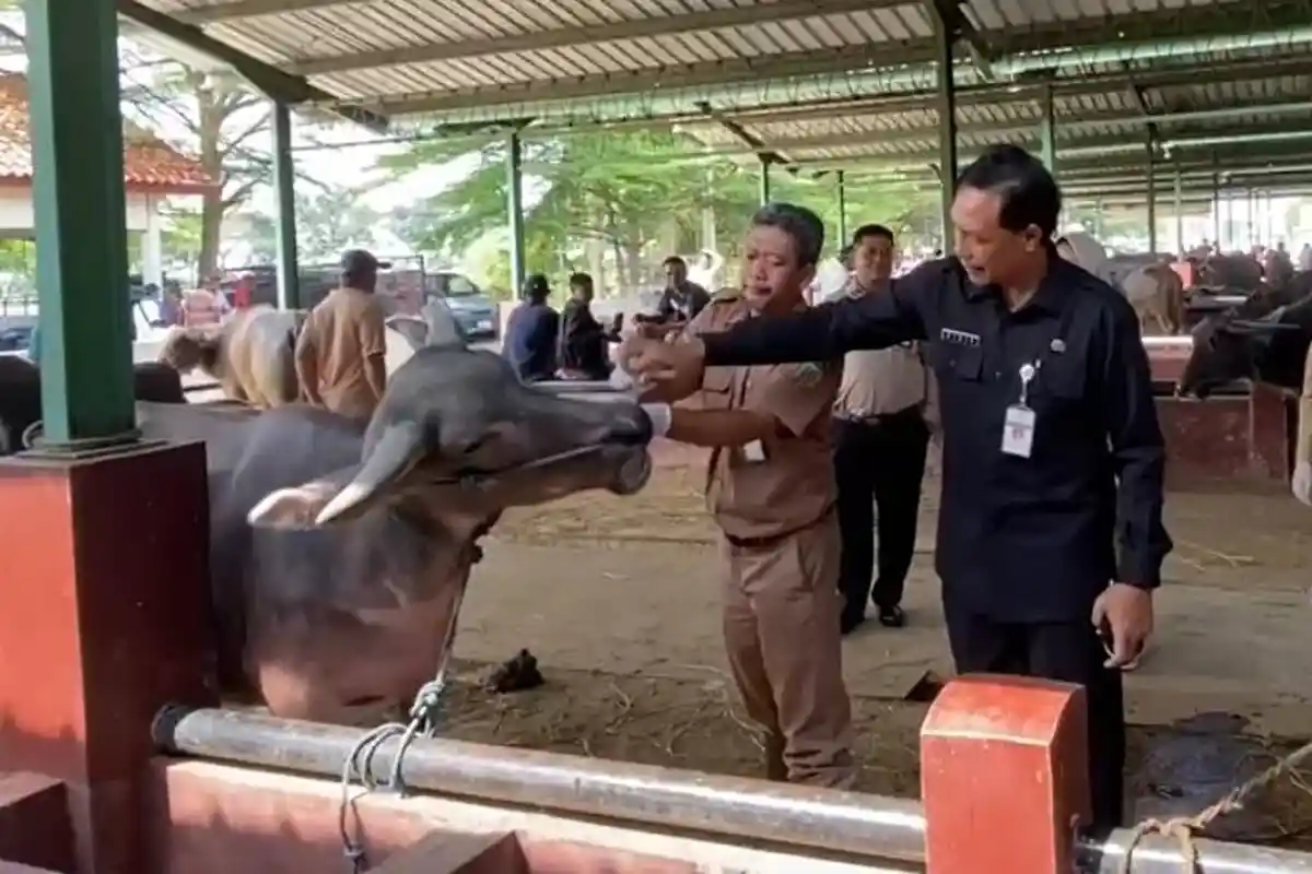 Surplus Hewan Ternak di Kudus Mencapai 21 Ribu Ekor, Tapi Daya Beli Masyarakat Justru Menurun