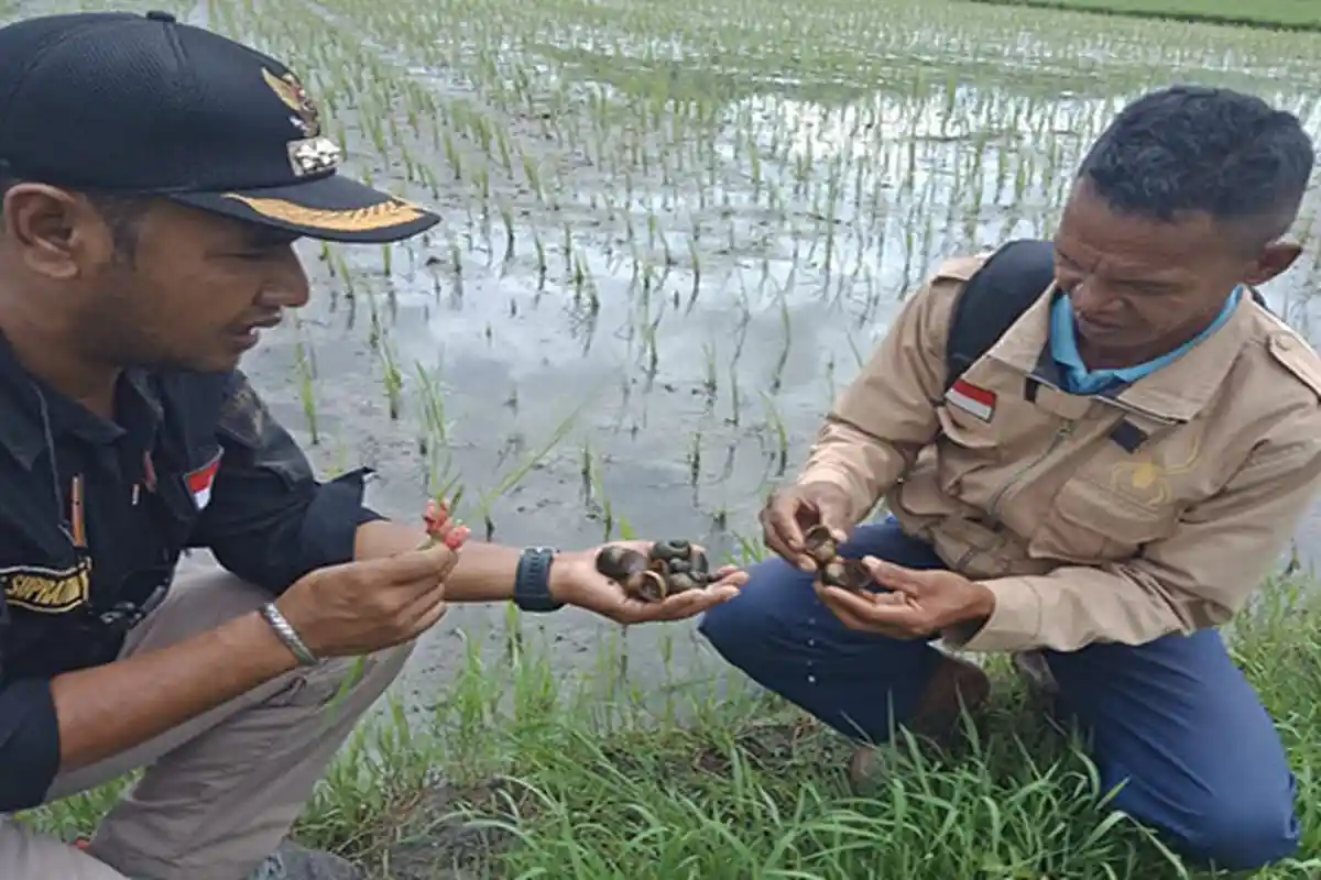 Hama Keong Mas Serang Padi Sawah Warga Dampek di Manggarai Timur
