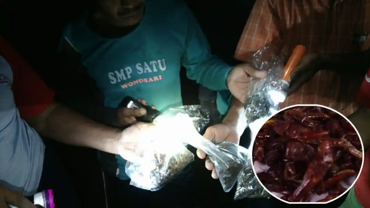 Putul Goreng Gunungkidul, Hama Tanaman yang Diburu untuk Dikonsumsi