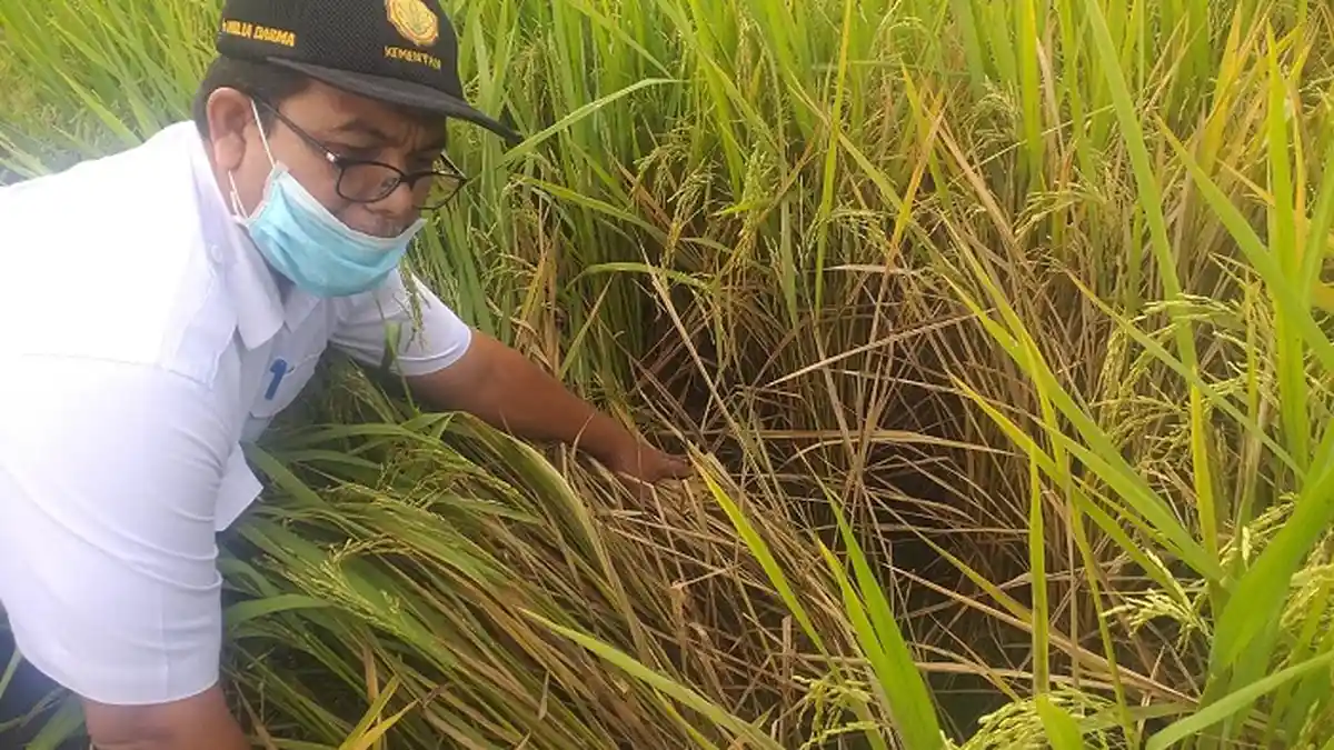 Hama Wereng Serang Padi di Bireuen, Ini Langkah Antisipasi yang Dilakukan