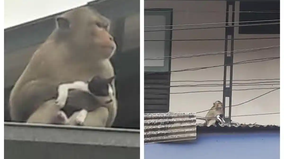 Monyet Culik dan Adopsi Kucing Sebagai Anaknya, Dibawa Kemana Pergi dan Dikasih Makan Pisang