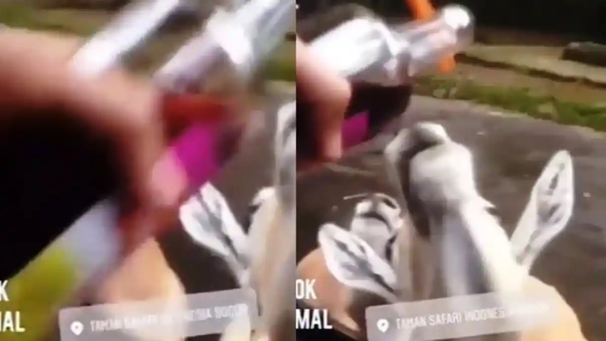 Pengunjung Cekoki Hewan Taman Safari dengan Anggur Merah, Ini Ancaman Hukumannya