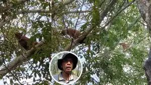 penampakan-kucing-emas-di-areal-perkebunan.jpg